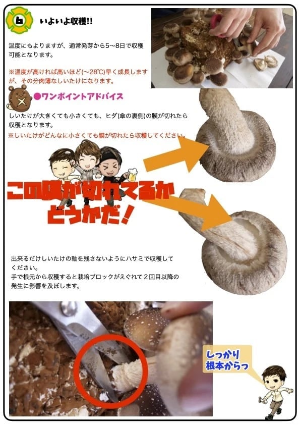 黑椎茸栽培キット詳細
