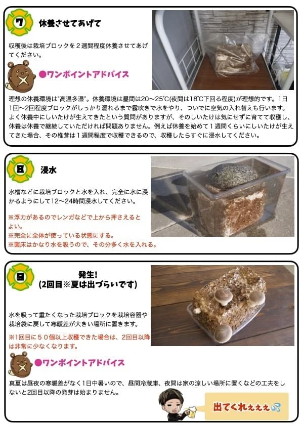 黑椎茸栽培キット詳細